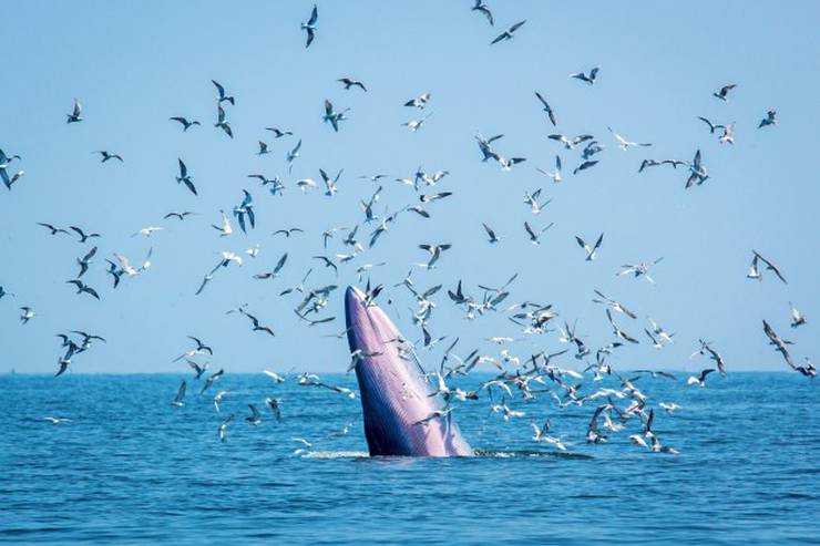 Whale watching experience (hotel+tour) Loreto Bay Golf Resort & Spa at Baja Hotel Loreto, Baja California Sur
